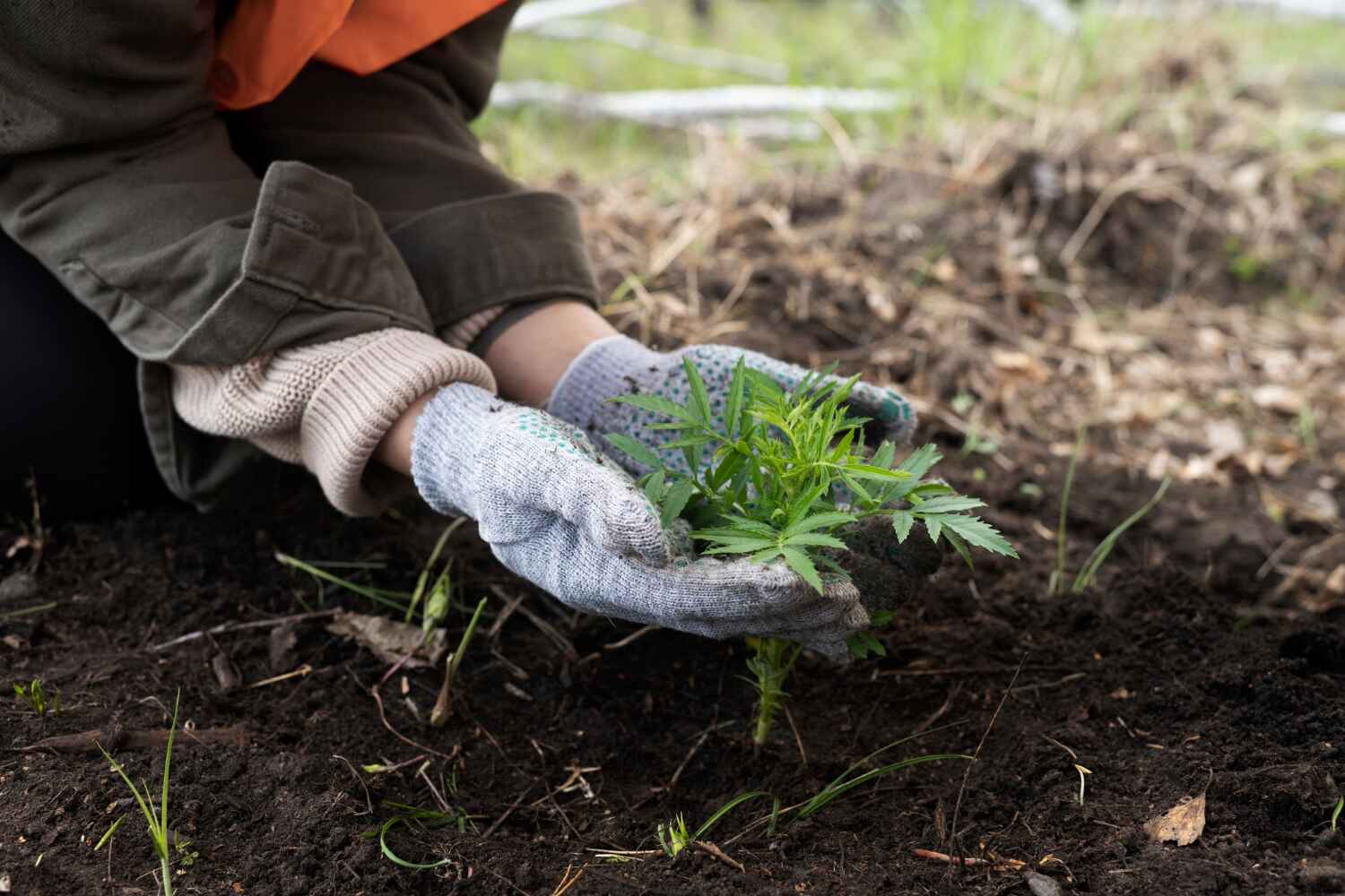 The Steps Involved in Our Tree Care Process in Vero Beach South, FL